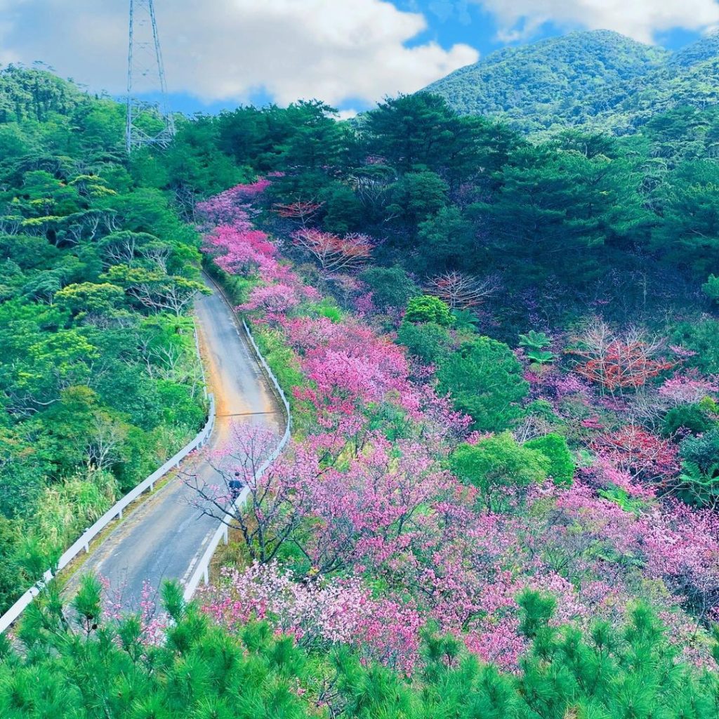 Nago central park Okinawa cherry blossom spot