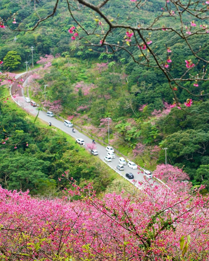 Mt. Yae Okinawa cherry blossom