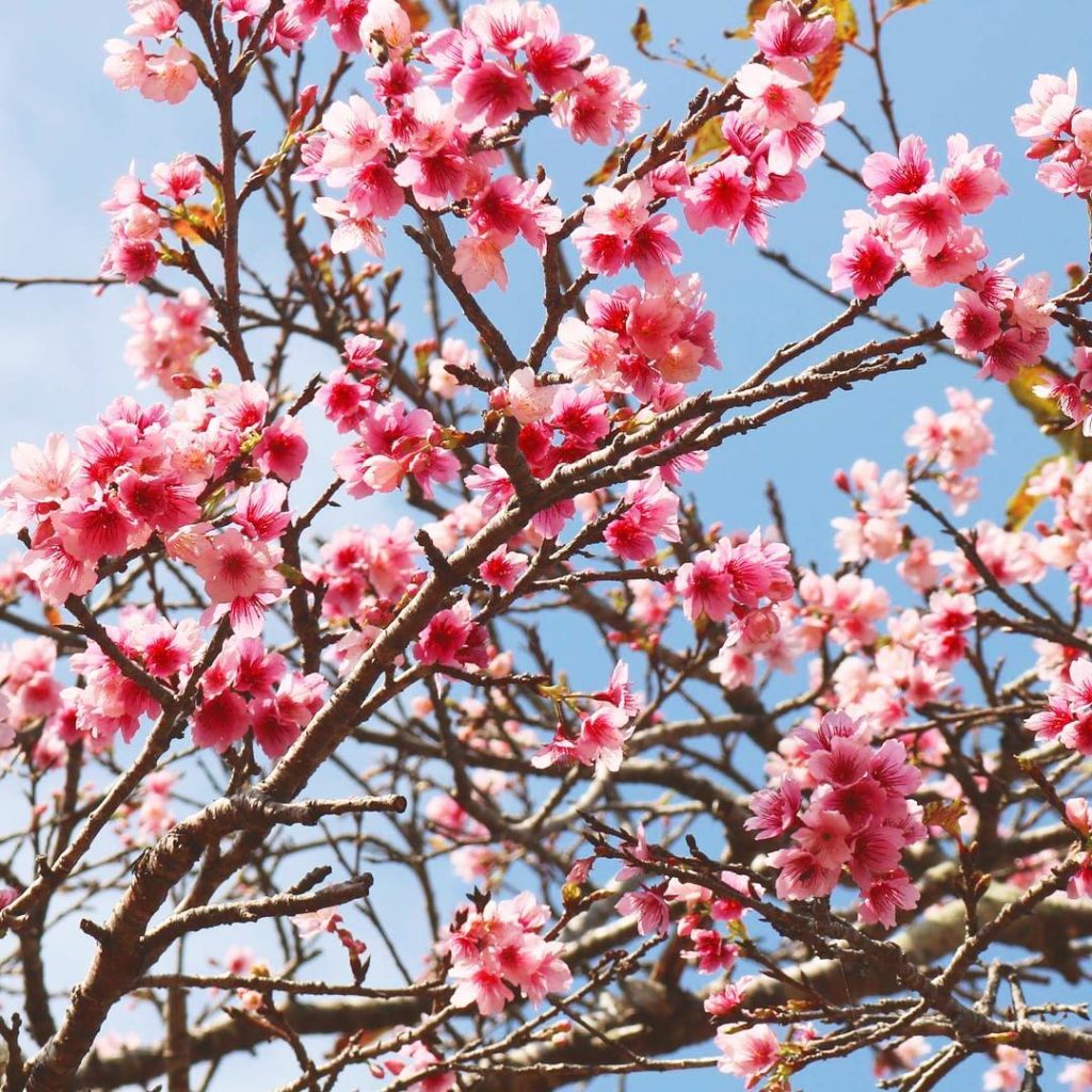 Okinawa Yaese Park cherry blossom