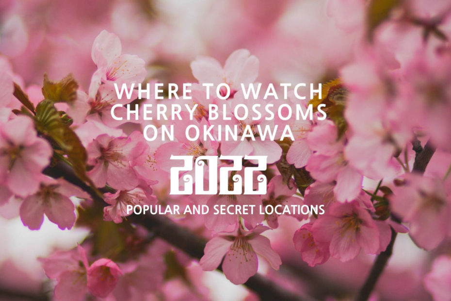 Where to watch cherry blossom on Okinawa