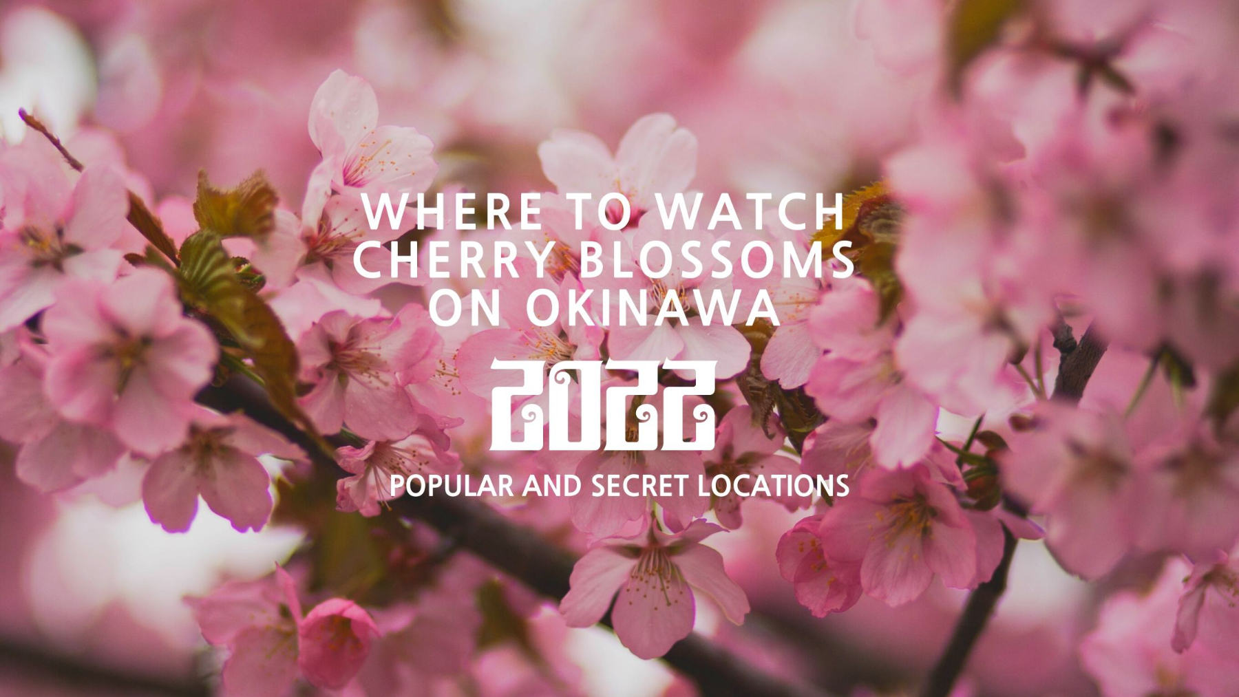 Where to watch cherry blossoms on Okinawa 2022 Version Oki Social