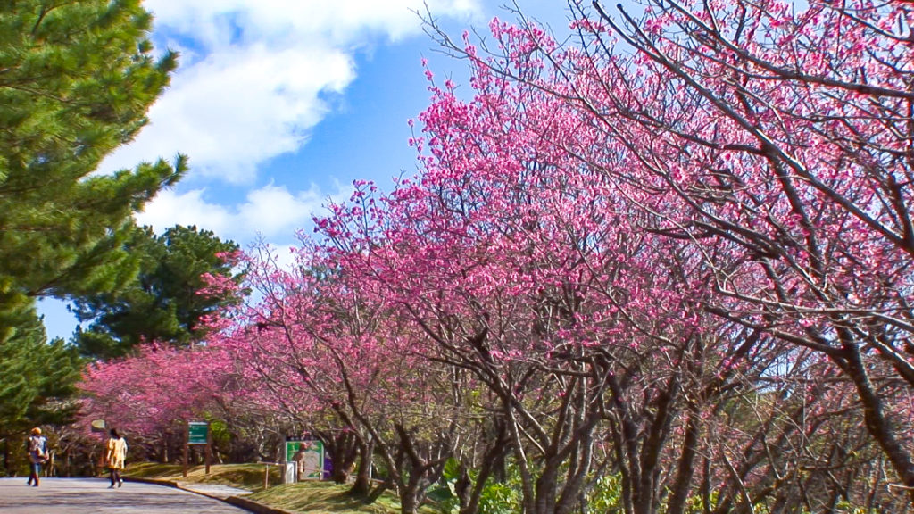 Naha city Okinawa Manko park cherry blossom