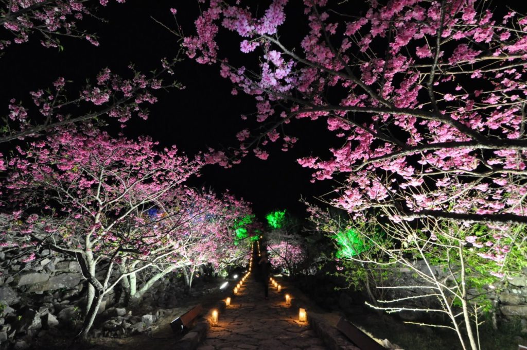 Nakijin Castle Ruins Cherry Blossom at night