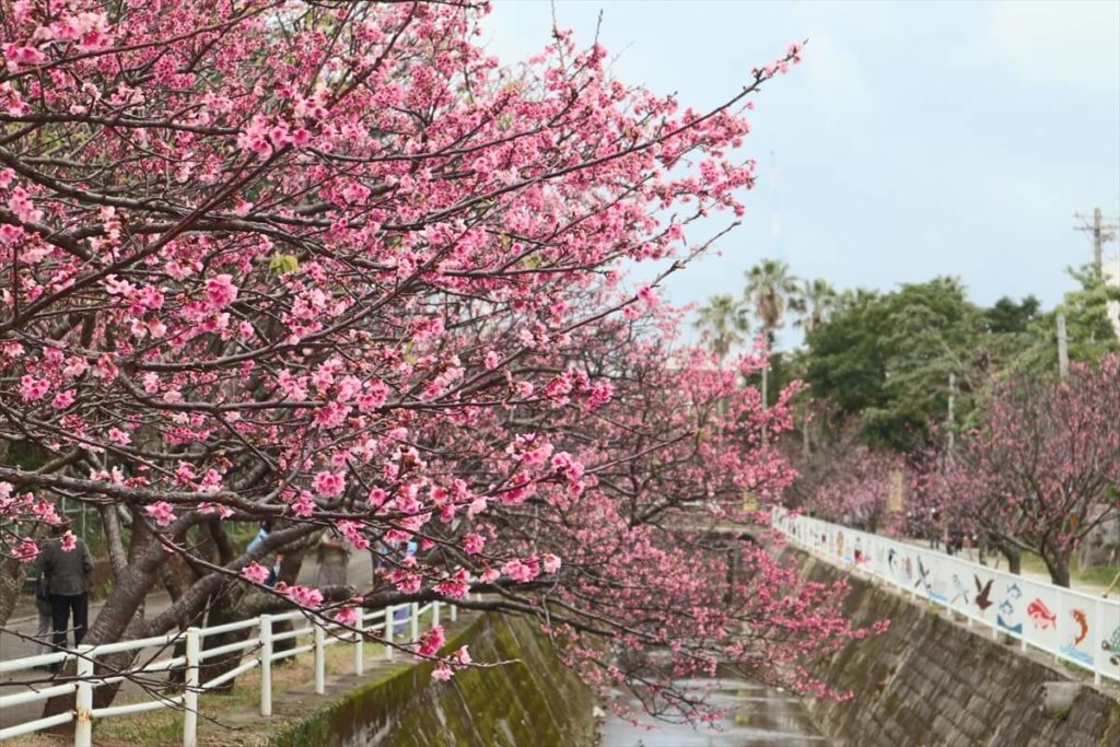 Naha city Okinawa Yogi park cherry blossom