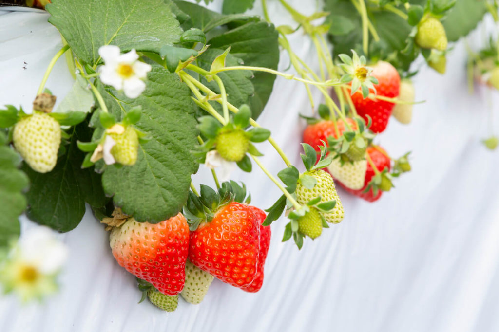 Strawberry Picking in Okinawa, Ginoza, Kitanagagusuku