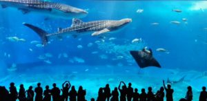 Churaumi Aquarium Okinawa Japan