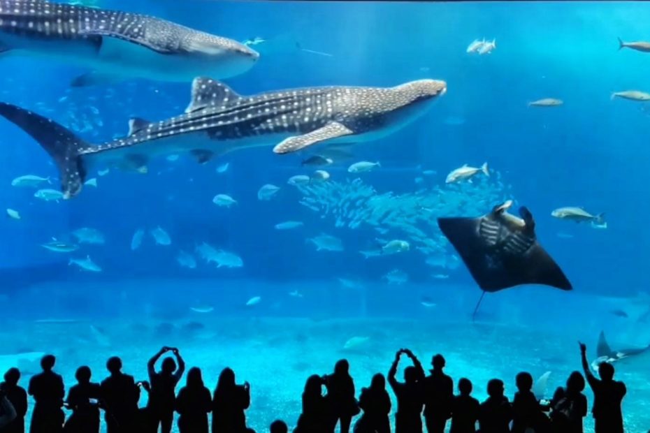 Churaumi Aquarium Okinawa Japan