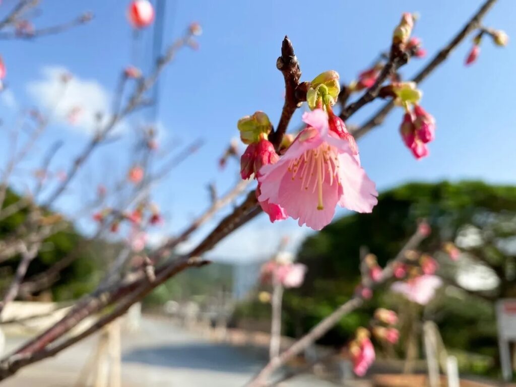Nago Sakura Festival 2024