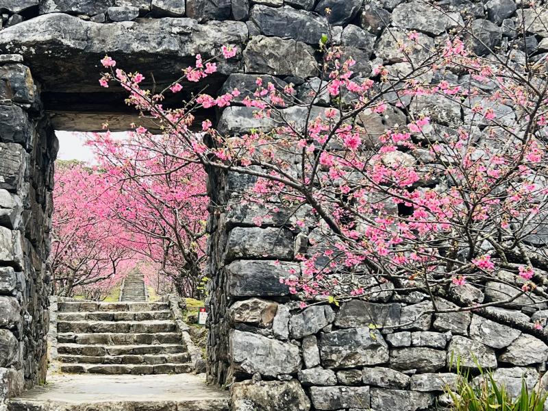 Nakijin Castle Ruin Sakura Festival