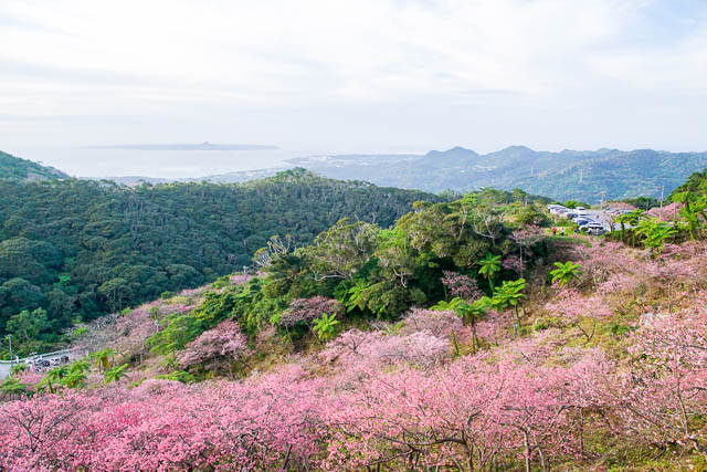 Mt Yae Cherry Blossom Festival 2024
