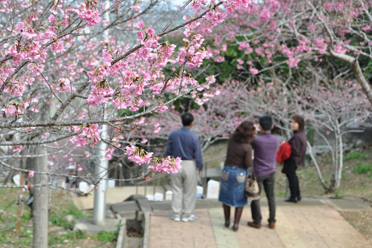 Yaese Park Okinawa 2024 Cherry Blossom Festival