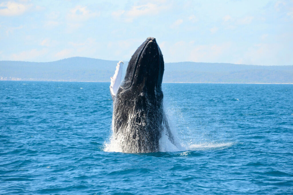 whale watching tour in Okinawa Japan