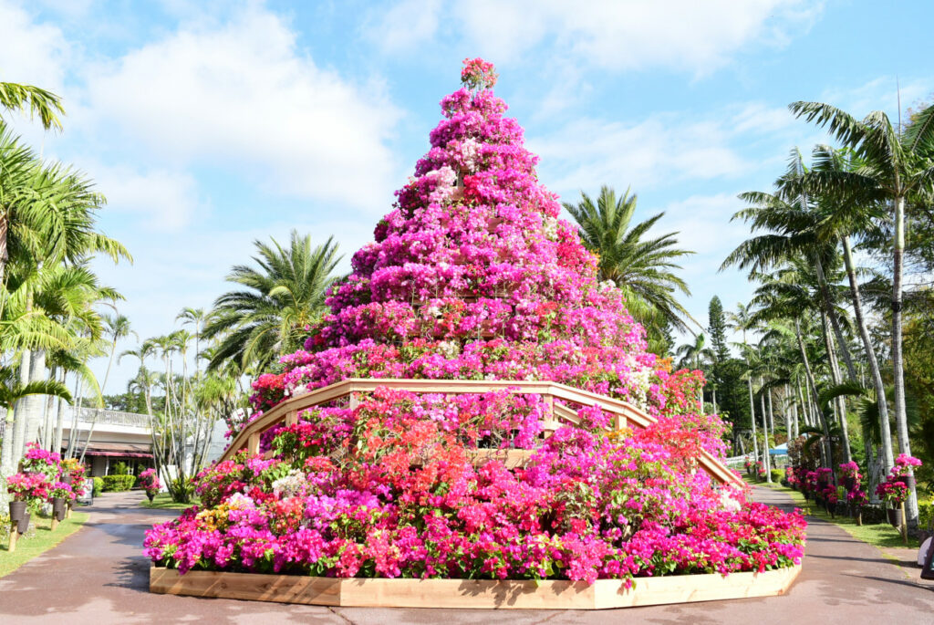 Okinawa South East Botanical Garden Bougainvillea Fest