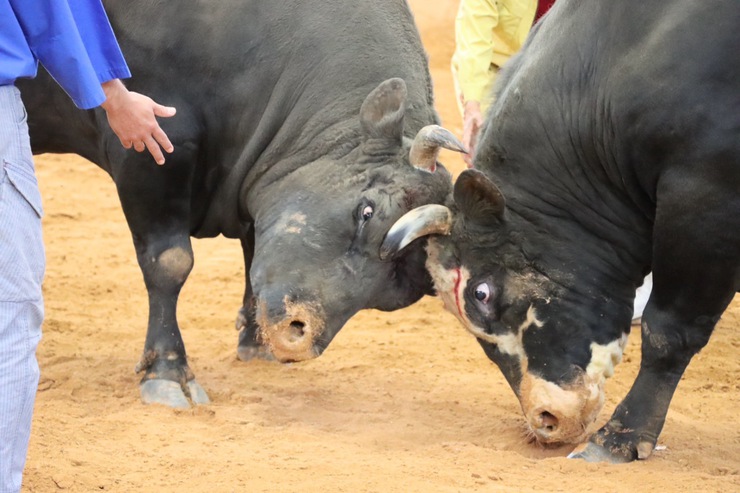 bullfighting-2