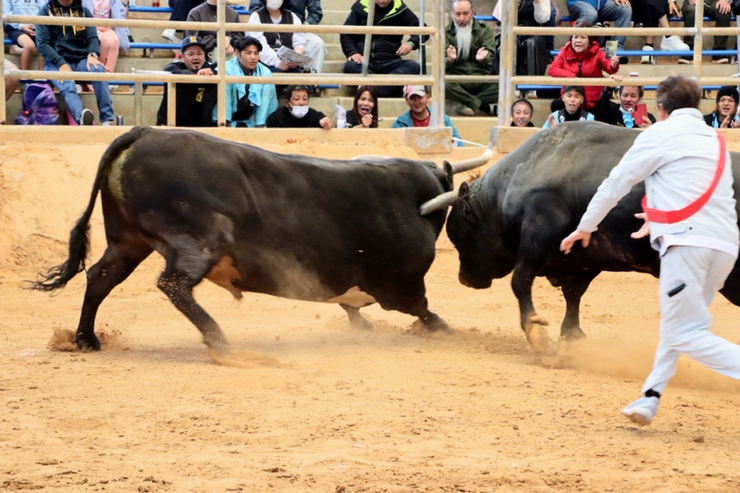 Okinawa bull fighting